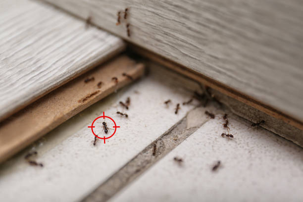 Flea Control Services in Blue Island, IL