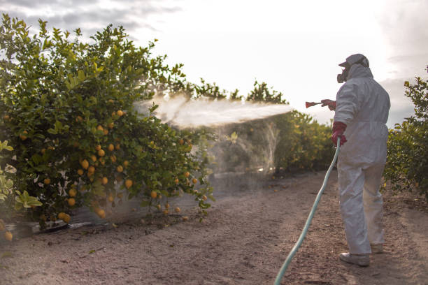 Best Pest Control Near Me in Blue Island, IL