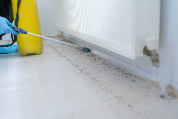 Best Mosquito Control Services  in Blue Island, IL