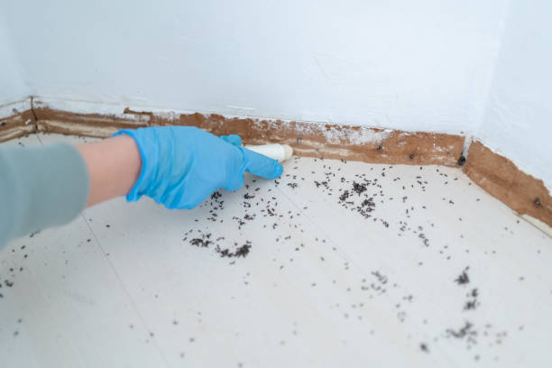 Best Mosquito Control Services  in Blue Island, IL